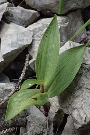 Epipactis atrorubens \ Braunrote Ständelwurz / Dark-red Helleborine, A  St.Gallen 4.7.2024 