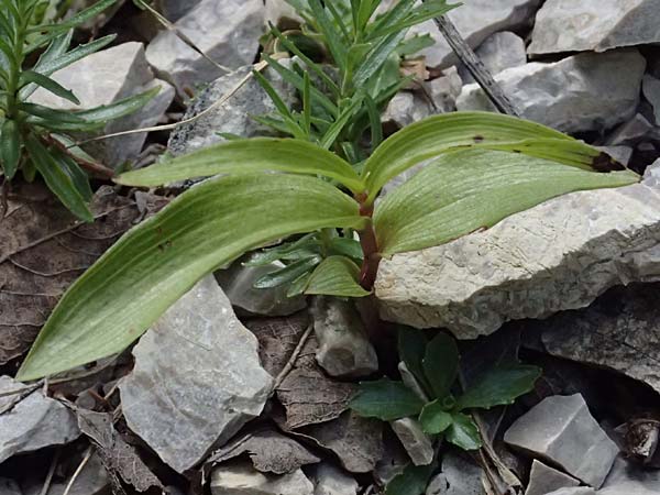 Epipactis atrorubens \ Braunrote Ständelwurz / Dark-red Helleborine, A  St.Gallen 4.7.2024 
