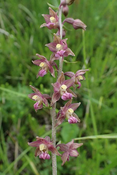 Epipactis atrorubens / Dark-red Helleborine, A  Osttirol, Lavant 30.6.2025 