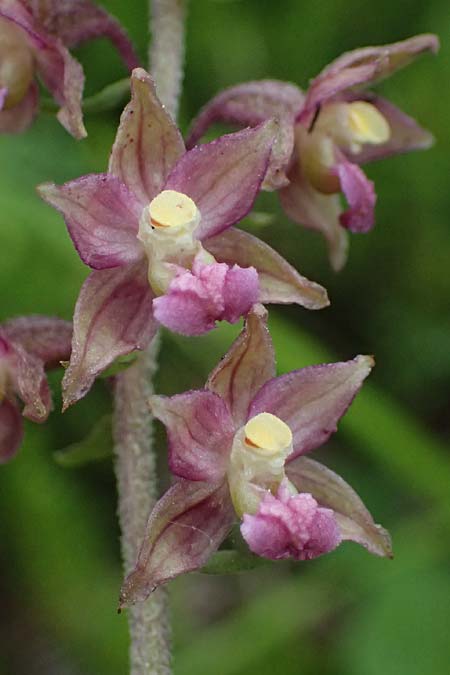 Epipactis atrorubens / Dark-red Helleborine, A  Osttirol, Lavant 30.6.2025 