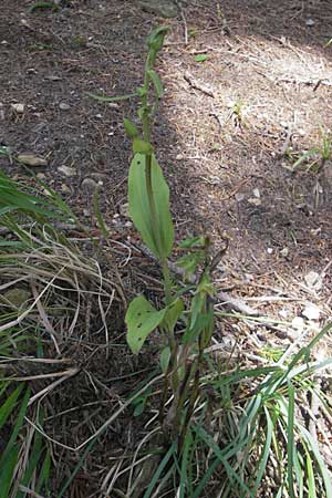 Epipactis komoricensis \ Slowakische Ständelwurz / Slovakian Helleborine, A  Hinterotter 3.8.2011 