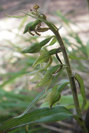 Epipactis komoricensis \ Slowakische Ständelwurz / Slovakian Helleborine, A  Hinterotter 3.8.2011 