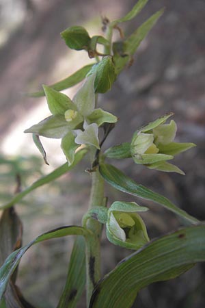 Epipactis komoricensis \ Slowakische Ständelwurz / Slovakian Helleborine, A  Hinterotter 3.8.2011 