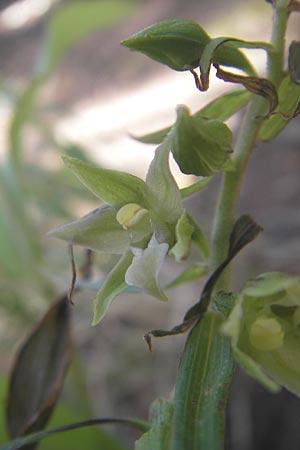 Epipactis komoricensis \ Slowakische Ständelwurz / Slovakian Helleborine, A  Hinterotter 3.8.2011 