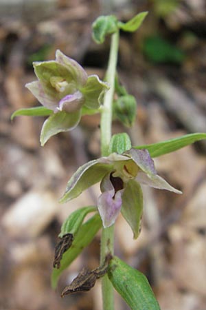 Epipactis leutei \ Leutes Ständelwurz, A  Kärnten, Kleinobir 2.8.2011 