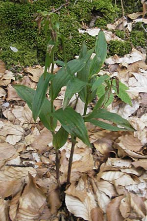 Epipactis leutei \ Leutes Ständelwurz, A  Kärnten, Kleinobir 2.8.2011 
