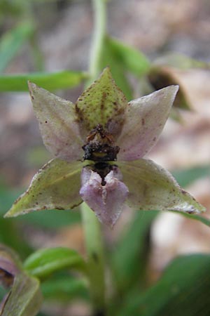 Epipactis leutei \ Leutes Ständelwurz, A  Kärnten, Kleinobir 2.8.2011 