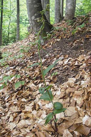 Epipactis leutei \ Leutes Ständelwurz, A  Kärnten, Kleinobir 2.8.2011 