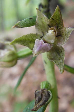 Epipactis leutei \ Leutes Ständelwurz, A  Kärnten, Kleinobir 2.8.2011 
