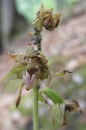 Epipactis leutei \ Leutes Ständelwurz, A  Kärnten, Kleinobir 2.8.2011 