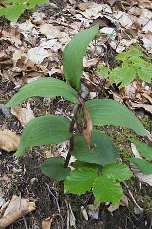 Epipactis leutei \ Leutes Ständelwurz, A  Kärnten, Kleinobir 2.8.2011 