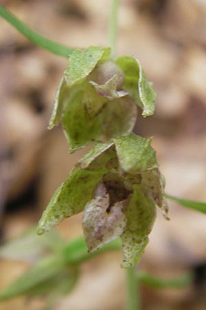 Epipactis leutei \ Leutes Ständelwurz, A  Kärnten, Kleinobir 2.8.2011 