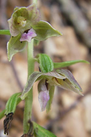 Epipactis leutei \ Leutes Ständelwurz, A  Kärnten, Kleinobir 2.8.2011 