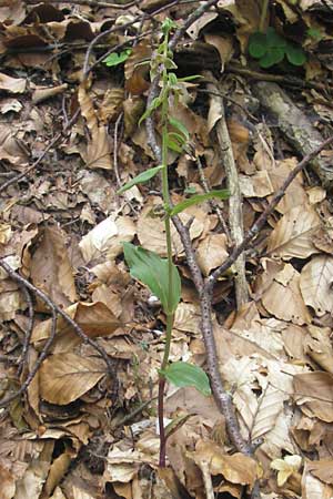 Epipactis leutei \ Leutes Ständelwurz, A  Kärnten, Kleinobir 2.8.2011 