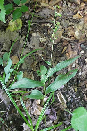 Epipactis voethii \ Voeths Ständelwurz, A  Burgenland, Rechnitz 3.8.2011 