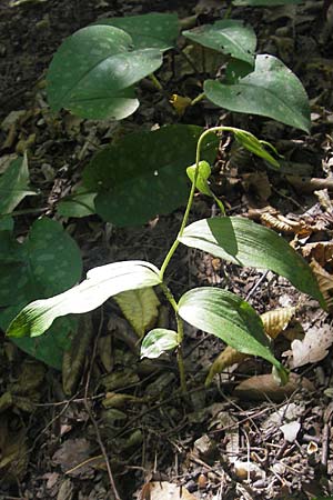 Epipactis voethii \ Voeths Ständelwurz, A  Burgenland, Rechnitz 3.8.2011 