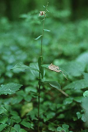 Epipactis voethii \ Voeths Ständelwurz, A  Bisamberg 27.7.1997 