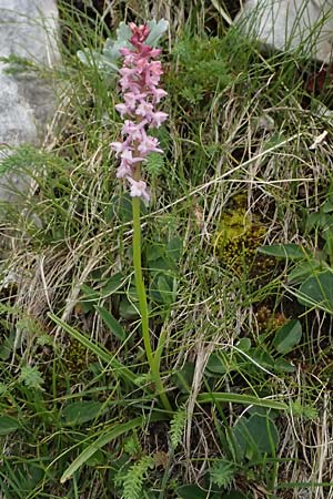 Gymnadenia odoratissima \ Wohlriechende Händelwurz / Short-spurred Fragrant Orchid, A  Admont 5.7.2024 