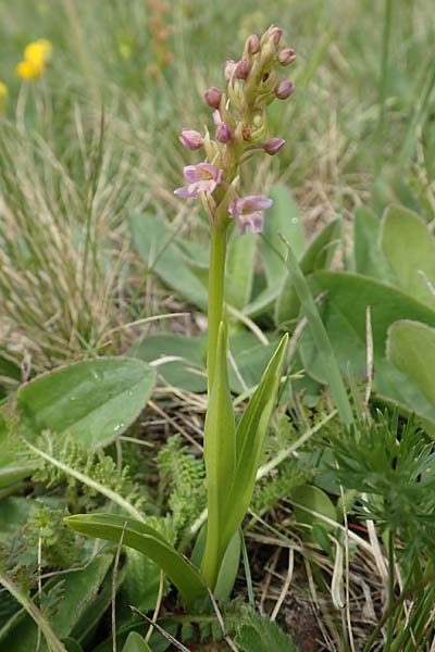 Gymnadenia conopsea s.l. x Pseudorchis albida, A   Osttirol, Golzentipp 12.7.2019 