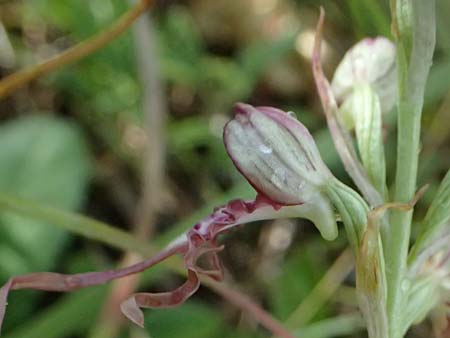 Himantoglossum adriaticum \ Adriatische Riemenzunge / Adriatic Lizard Orchid, A  Bisamberg 19.6.2026 