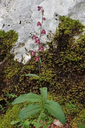Epipactis atrorubens \ Braunrote Ständelwurz / Dark-red Helleborine, A  Toplitz-See 6.7.2020 