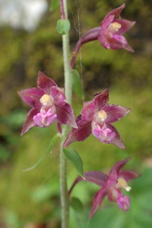 Epipactis atrorubens \ Braunrote Ständelwurz / Dark-red Helleborine, A  Toplitz-See 6.7.2020 