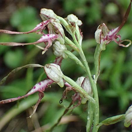Himantoglossum adriaticum \ Adriatische Riemenzunge / Adriatic Lizard Orchid, A  Bisamberg 19.6.2026 