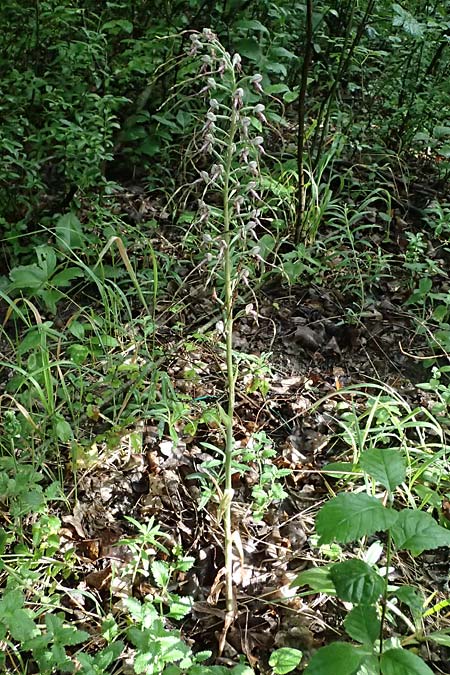 Himantoglossum adriaticum \ Adriatische Riemenzunge / Adriatic Lizard Orchid, A  Bisamberg 19.6.2026 