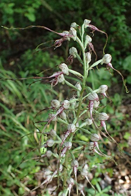 Himantoglossum adriaticum \ Adriatische Riemenzunge / Adriatic Lizard Orchid, A  Bisamberg 19.6.2026 