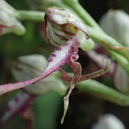 Himantoglossum adriaticum \ Adriatische Riemenzunge / Adriatic Lizard Orchid, A  Bisamberg 19.6.2026 