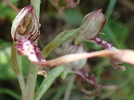 Himantoglossum adriaticum \ Adriatische Riemenzunge / Adriatic Lizard Orchid, A  Bisamberg 19.6.2026 