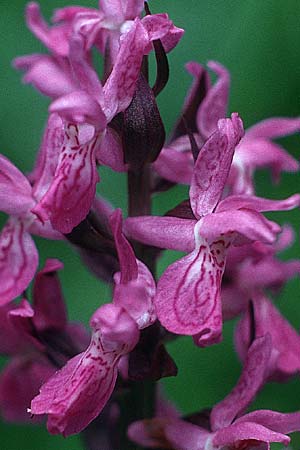 Dactylorhiza incarnata x lapponica, A   Reutte 1.7.1990 