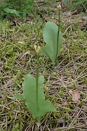 Liparis nemoralis \ Hain-Glanzkraut / Wood Fen Orchid, A  Osttirol, Lavant 30.6.2025 