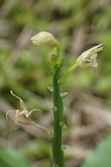 Liparis nemoralis \ Hain-Glanzkraut / Wood Fen Orchid, A  Osttirol, Lavant 30.6.2025 