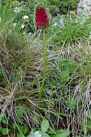 Nigritella dulnigiana \ Dulnigs Kohlröschen (anderer Standort), A  Trenchtling 6.7.2024 