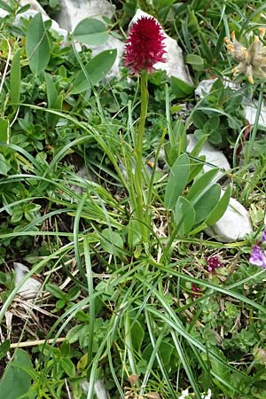 Nigritella dulnigiana \ Dulnigs Kohlröschen (anderer Standort), A  Trenchtling 6.7.2024 