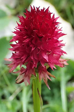 Nigritella dulnigiana \ Dulnigs Kohlröschen, A  Trenchtling 6.7.2024 