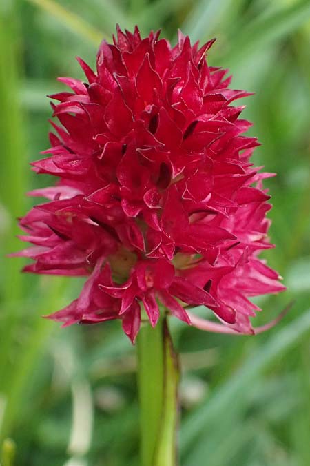 Nigritella dulnigiana \ Dulnigs Kohlröschen, A  Trenchtling 6.7.2024 