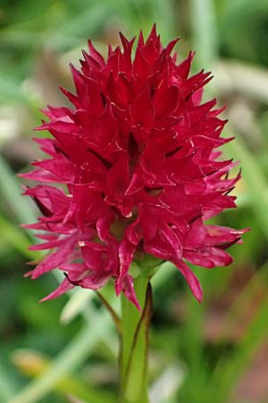 Nigritella dulnigiana \ Dulnigs Kohlröschen, A  Trenchtling 6.7.2024 