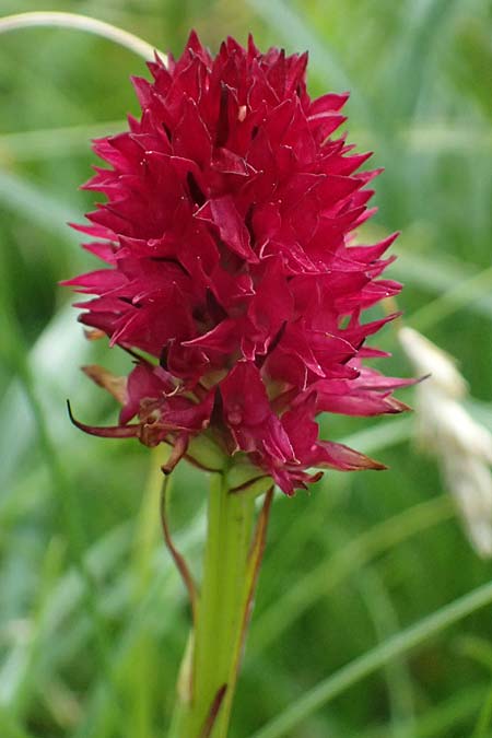 Nigritella dulnigiana \ Dulnigs Kohlröschen, A  Trenchtling 6.7.2024 