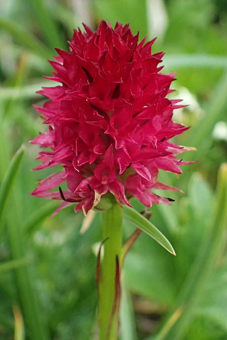 Nigritella dulnigiana \ Dulnigs Kohlröschen, A  Trenchtling 6.7.2024 