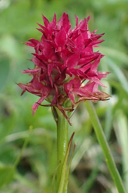 Nigritella dulnigiana \ Dulnigs Kohlröschen, A  Trenchtling 6.7.2024 