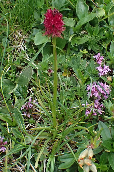 Nigritella dulnigiana \ Dulnigs Kohlröschen, A  Trenchtling 6.7.2024 