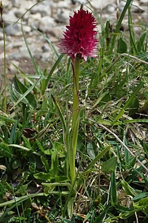 Nigritella dulnigiana \ Dulnigs Kohlröschen, A  Trenchtling 6.7.2024 
