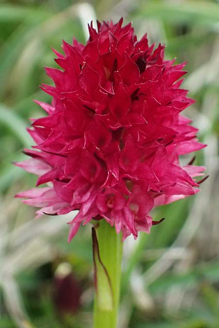 Nigritella dulnigiana \ Dulnigs Kohlröschen, A  Trenchtling 6.7.2024 