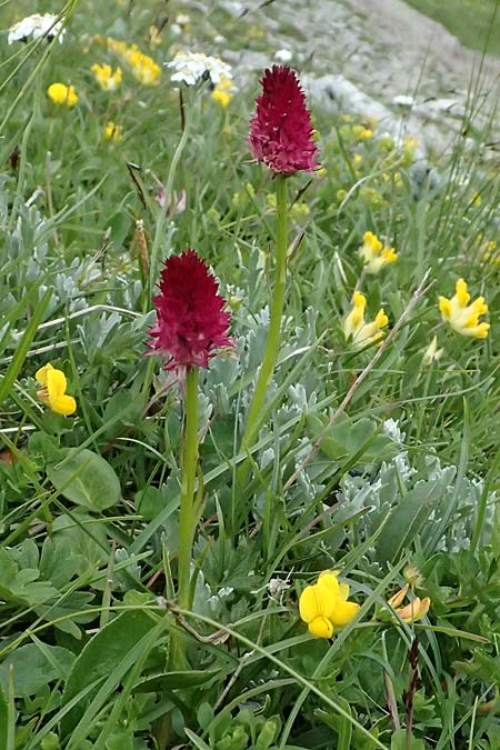 Nigritella dulnigiana \ Dulnigs Kohlröschen, A  Trenchtling 6.7.2024 