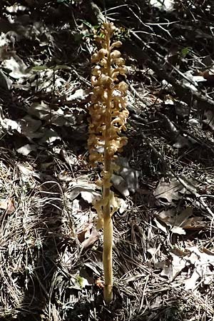Neottia nidus-avis / Bird's-Nest Orchid, A  Hainburg 10.5.2025 
