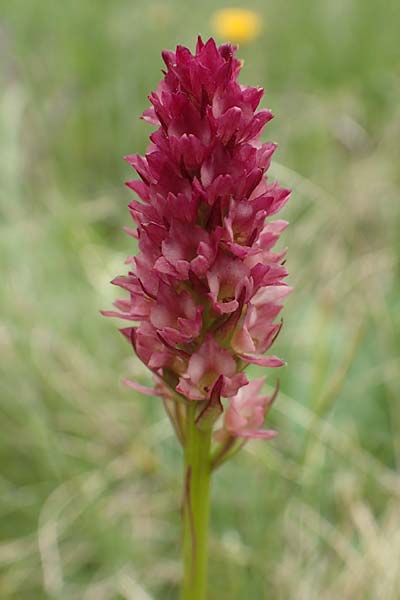 Nigritella rhellicani x Pseudorchis albida, A   Osttirol, Golzentipp 12.7.2019 
