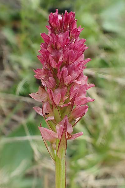 Nigritella rhellicani x Pseudorchis albida, A   Osttirol, Golzentipp 12.7.2019 