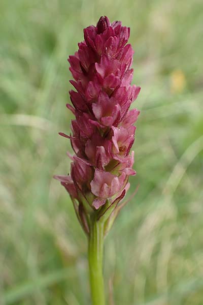 Nigritella rhellicani x Pseudorchis albida, A   Osttirol, Golzentipp 12.7.2019 